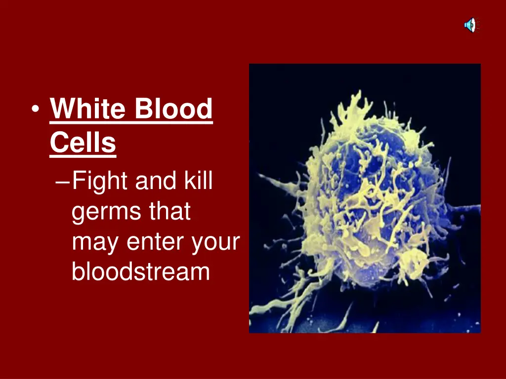 white blood cells fight and kill germs that