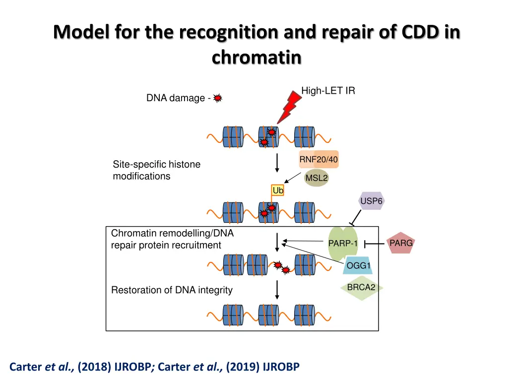 model for the recognition and repair