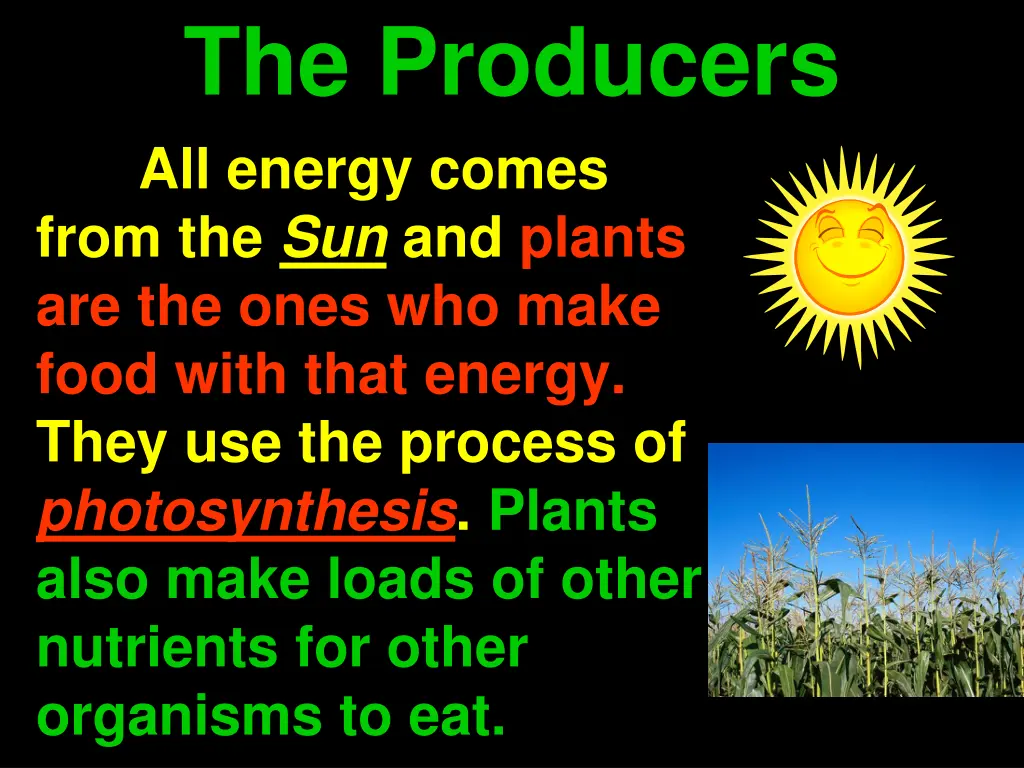 the producers all energy comes from