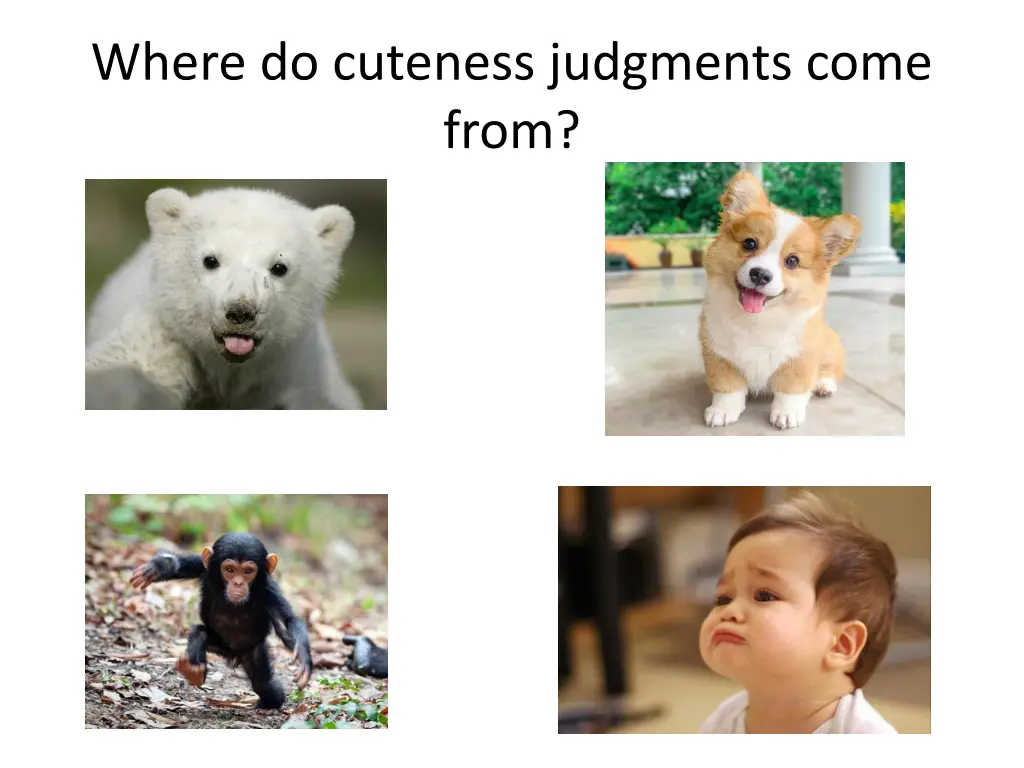 where do cuteness judgments come from