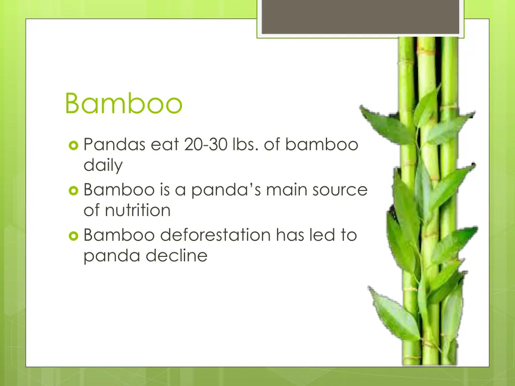 bamboo