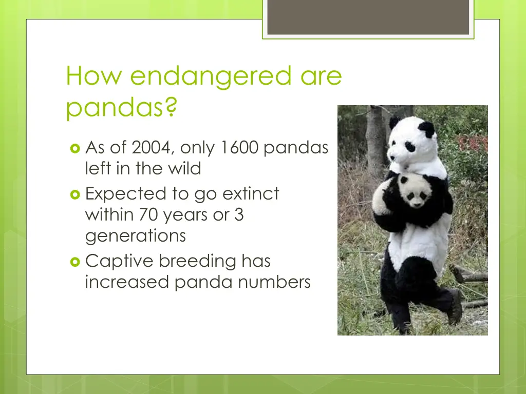 how endangered are pandas
