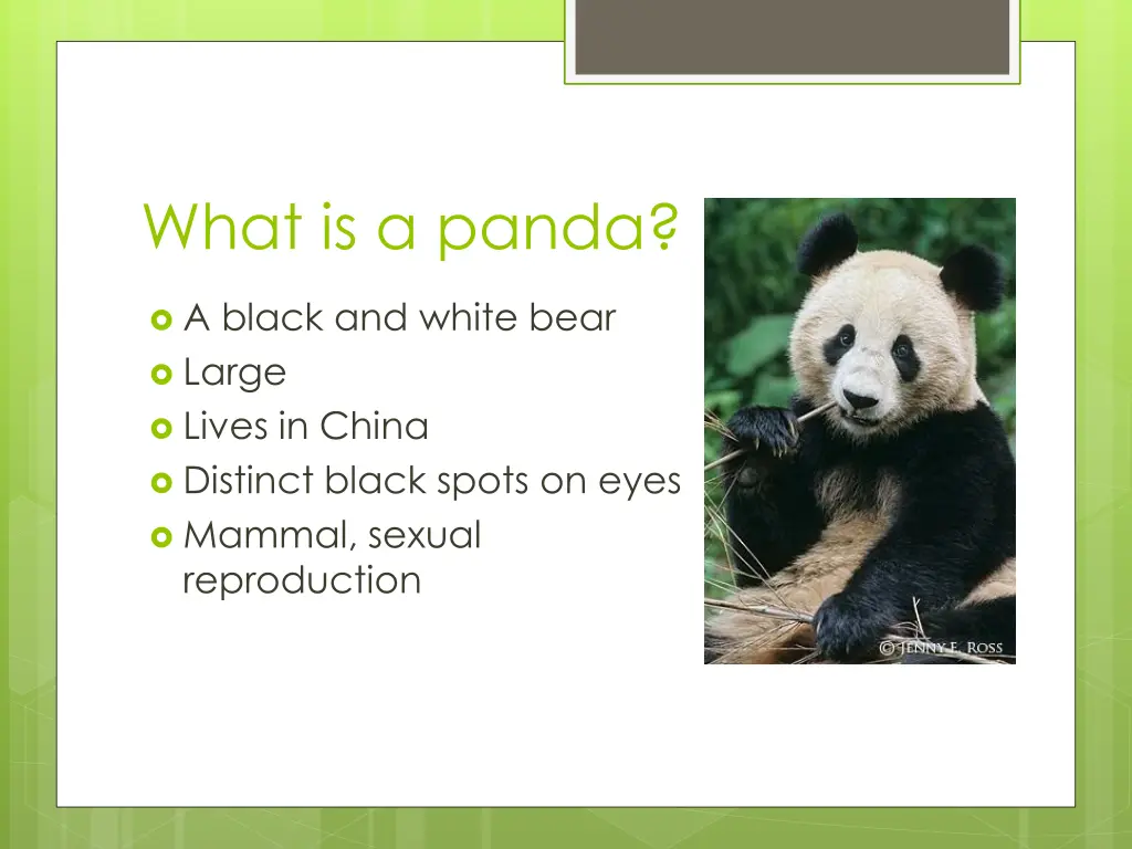 what is a panda