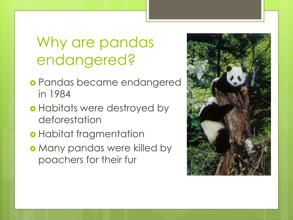 why are pandas endangered