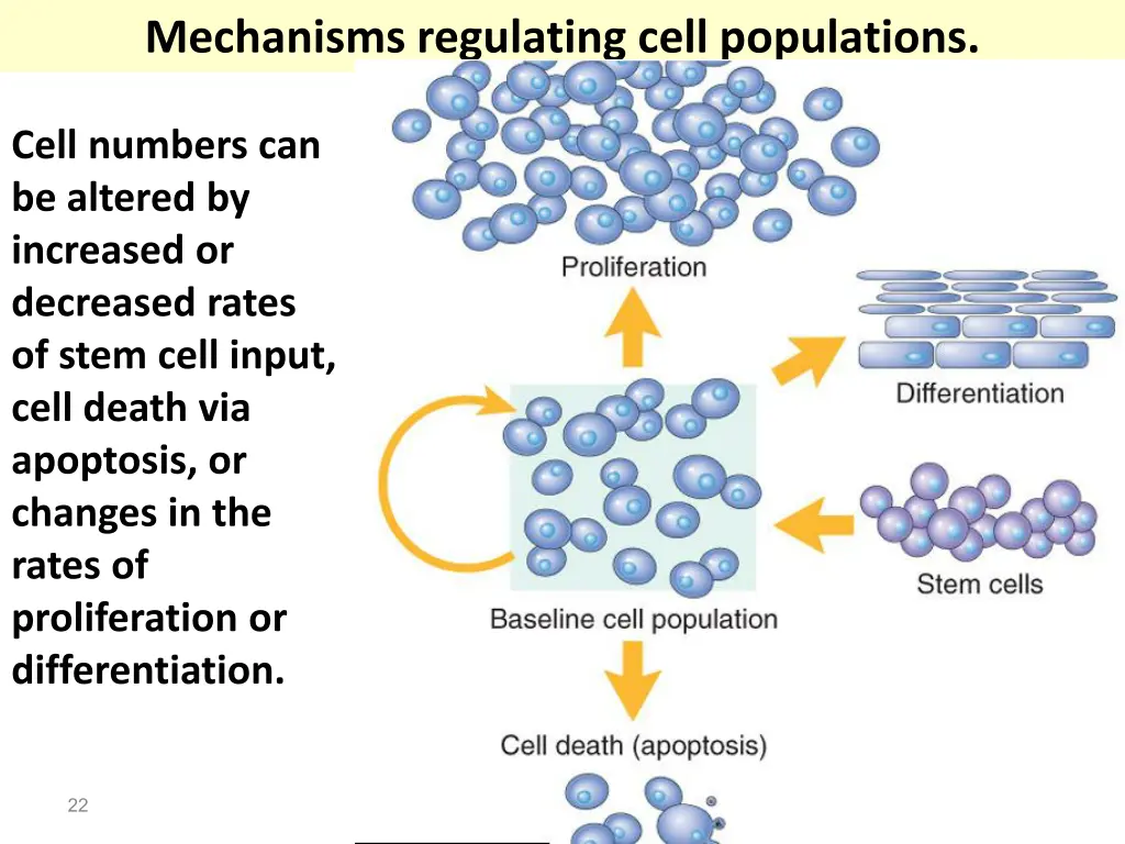 mechanisms regulating cell populations