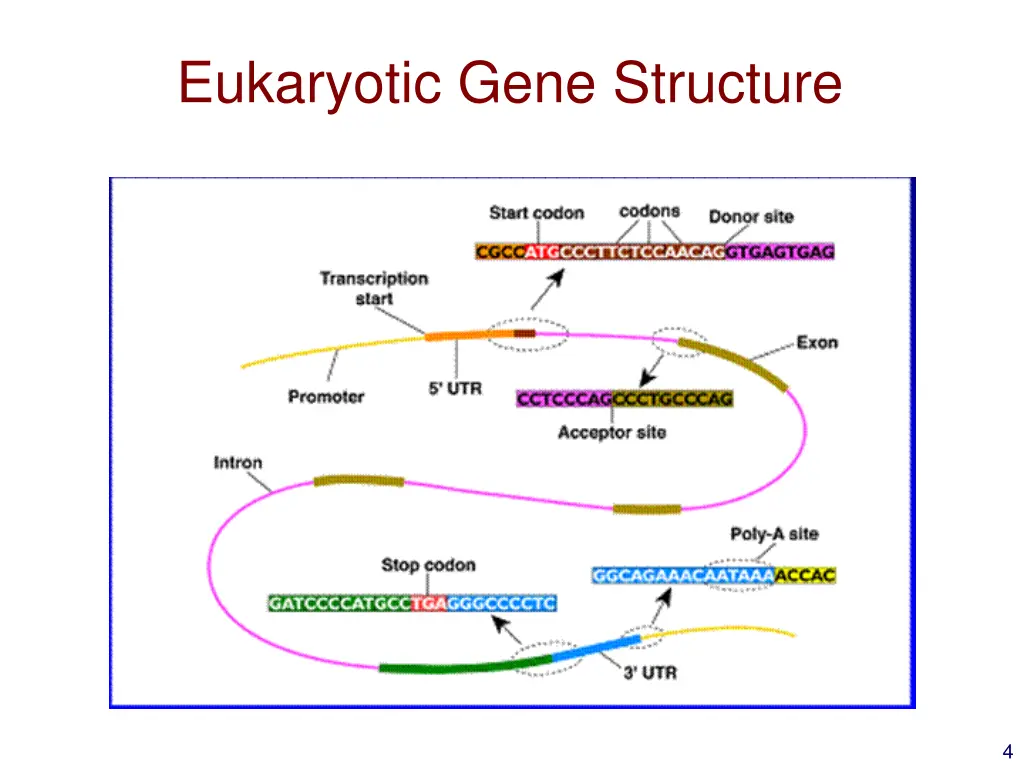 eukaryotic gene structure