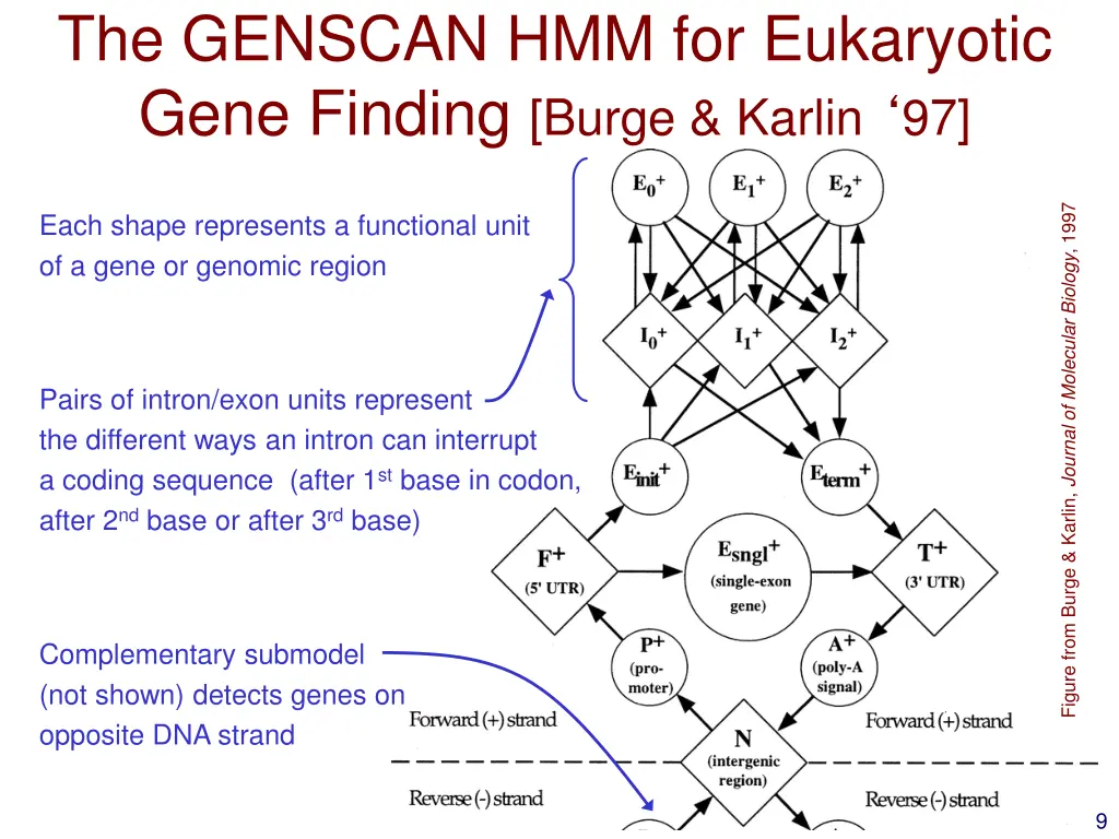 the genscan hmm for eukaryotic gene finding burge