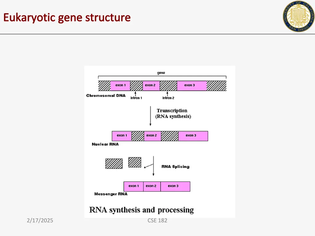 eukaryotic gene structure