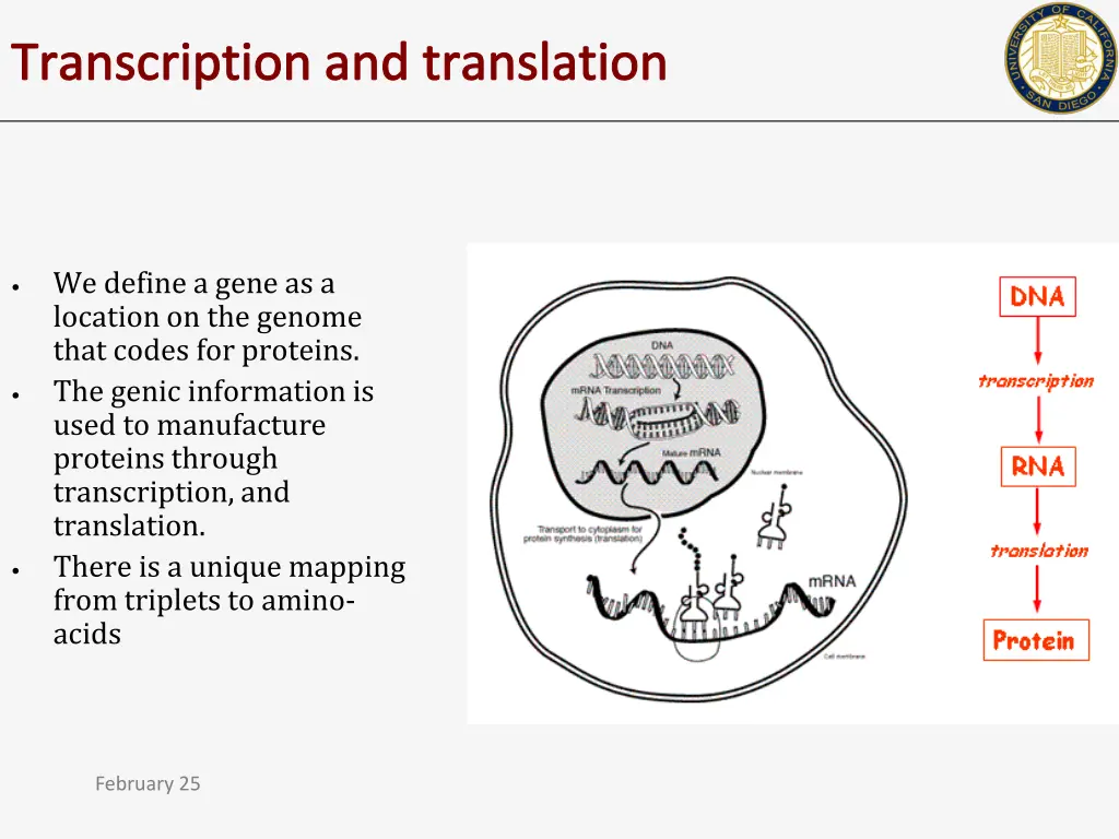 transcription and translation