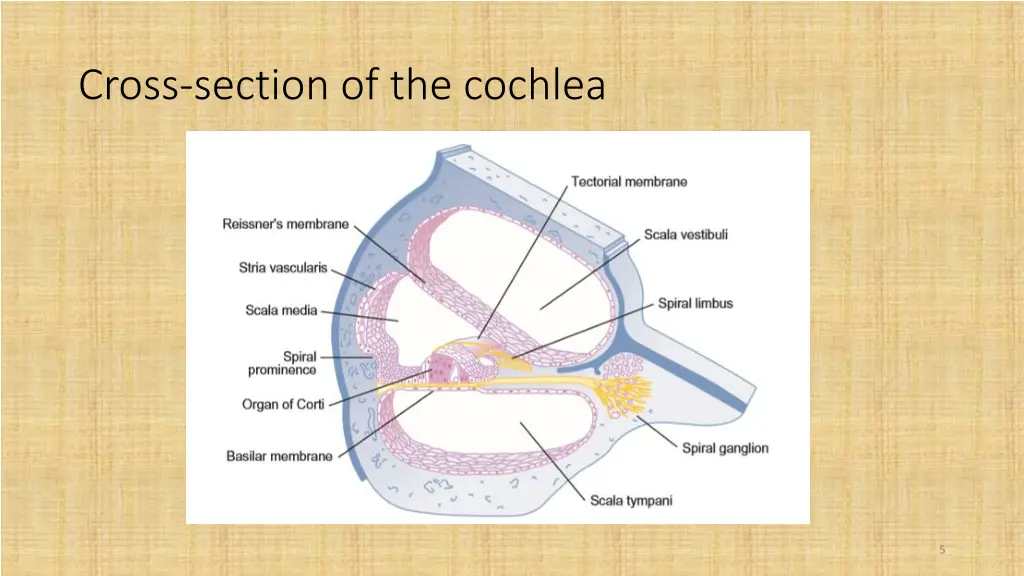 cross section of the cochlea