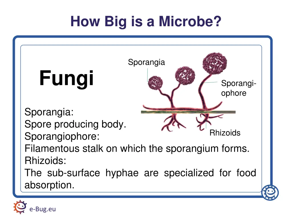how big is a microbe 1