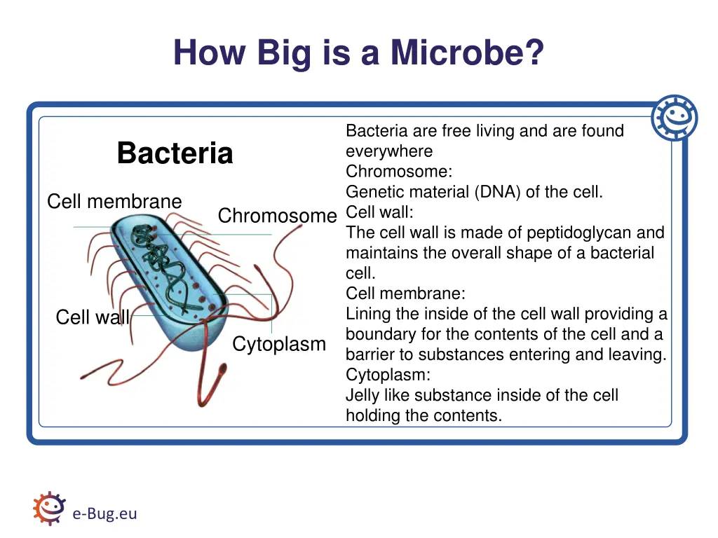 how big is a microbe 2