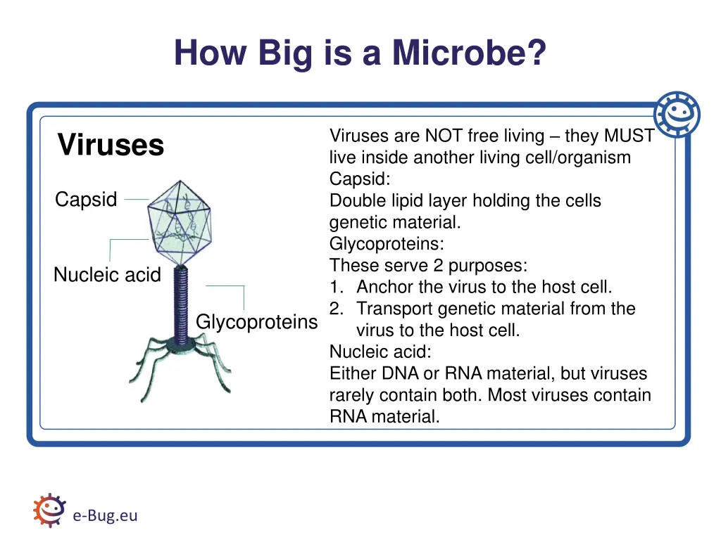 how big is a microbe 3