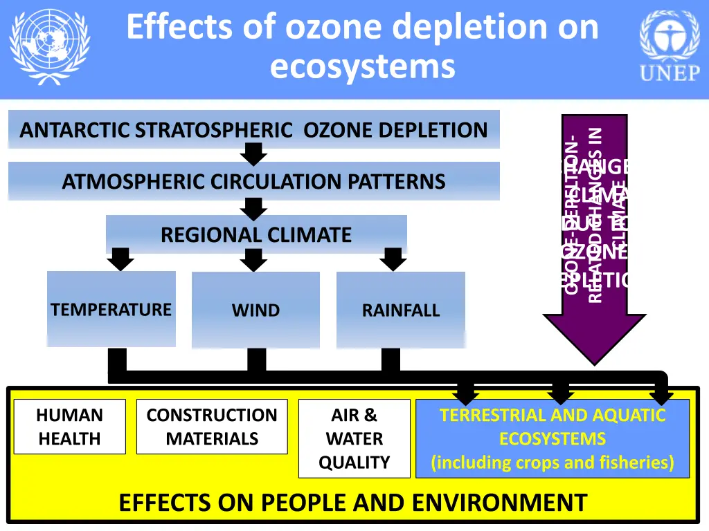 effects of ozone depletion on ecosystems 5