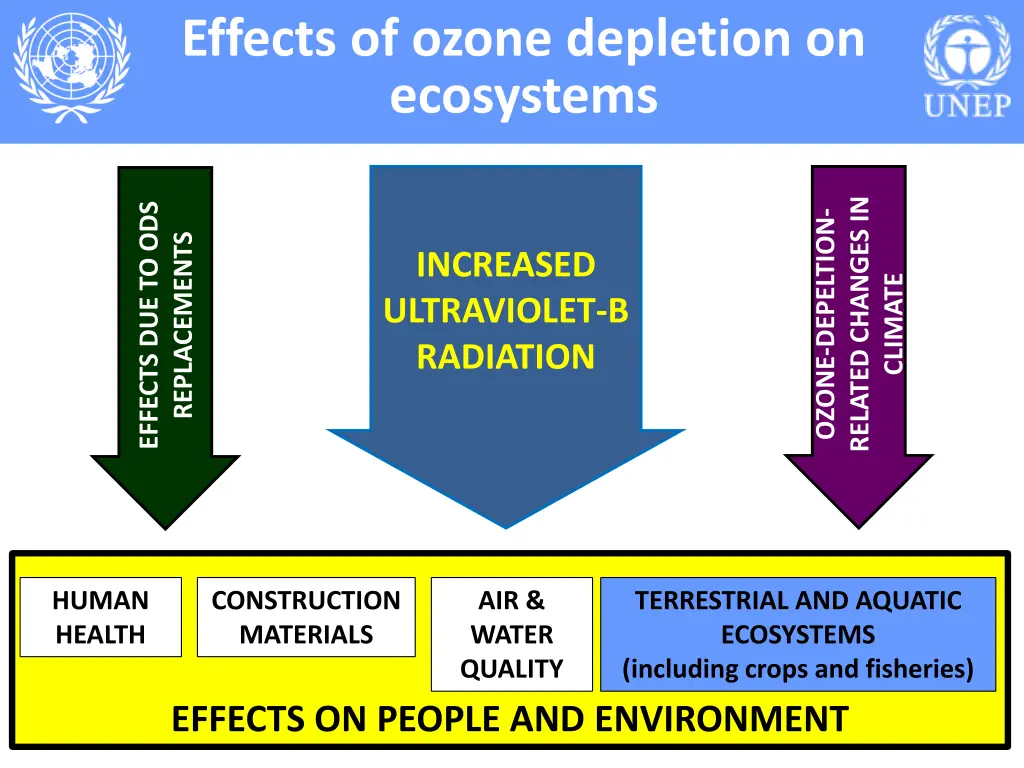 effects of ozone depletion on ecosystems