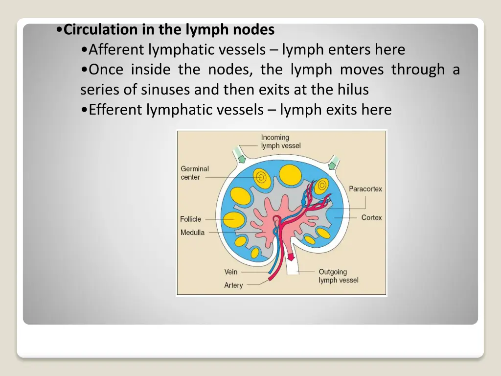 circulation in the lymph nodes afferent lymphatic