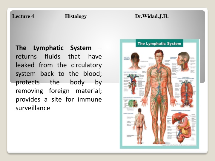 lecture 4 histology dr widad j h