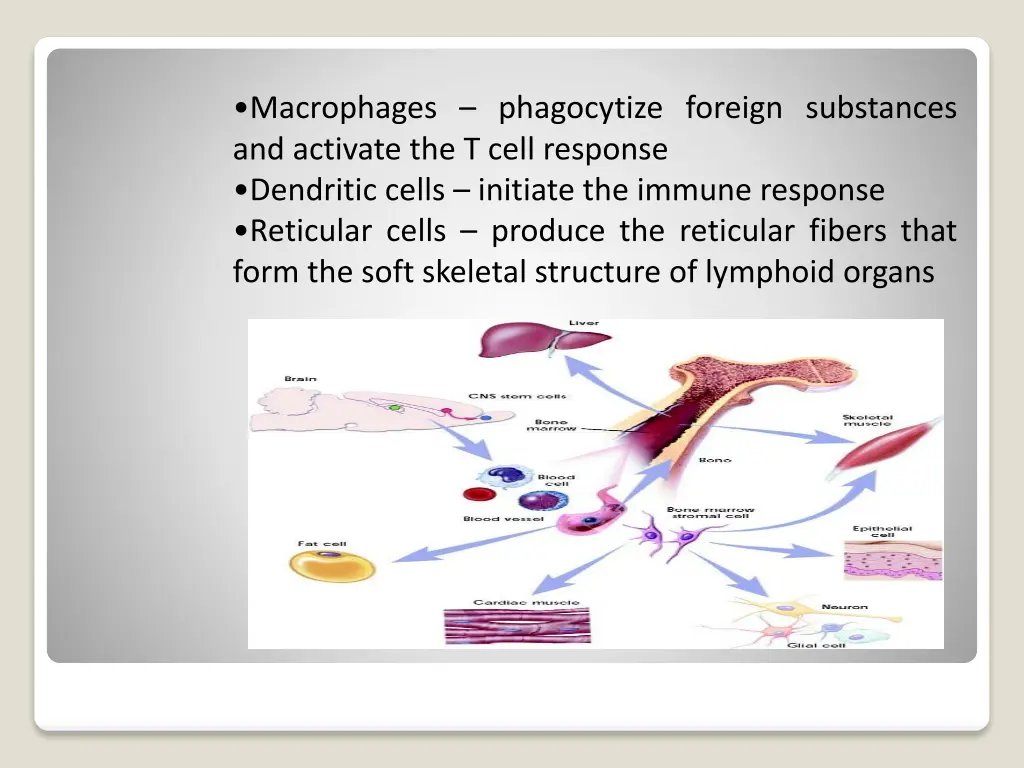 macrophages phagocytize foreign substances