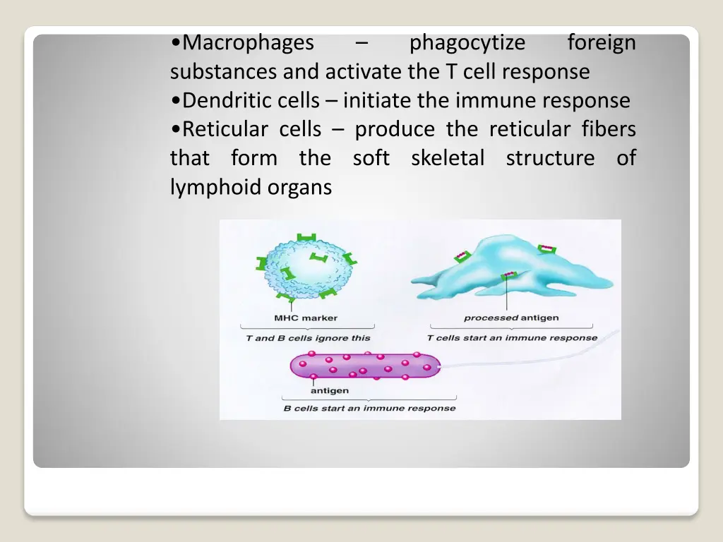 macrophages substances and activate the t cell