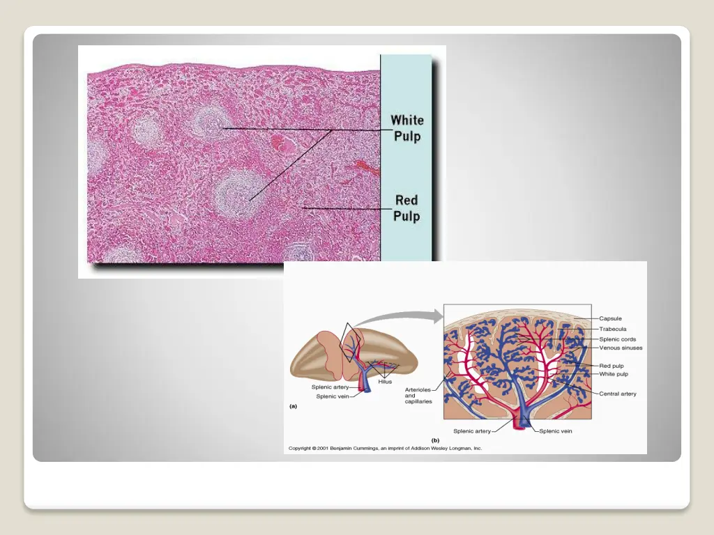 slide18