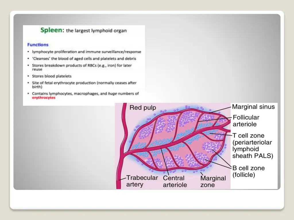 slide19