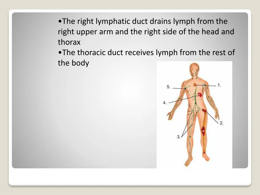 the right lymphatic duct drains lymph from