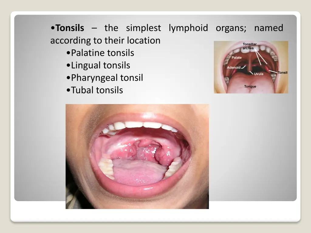 tonsils the simplest lymphoid organs named