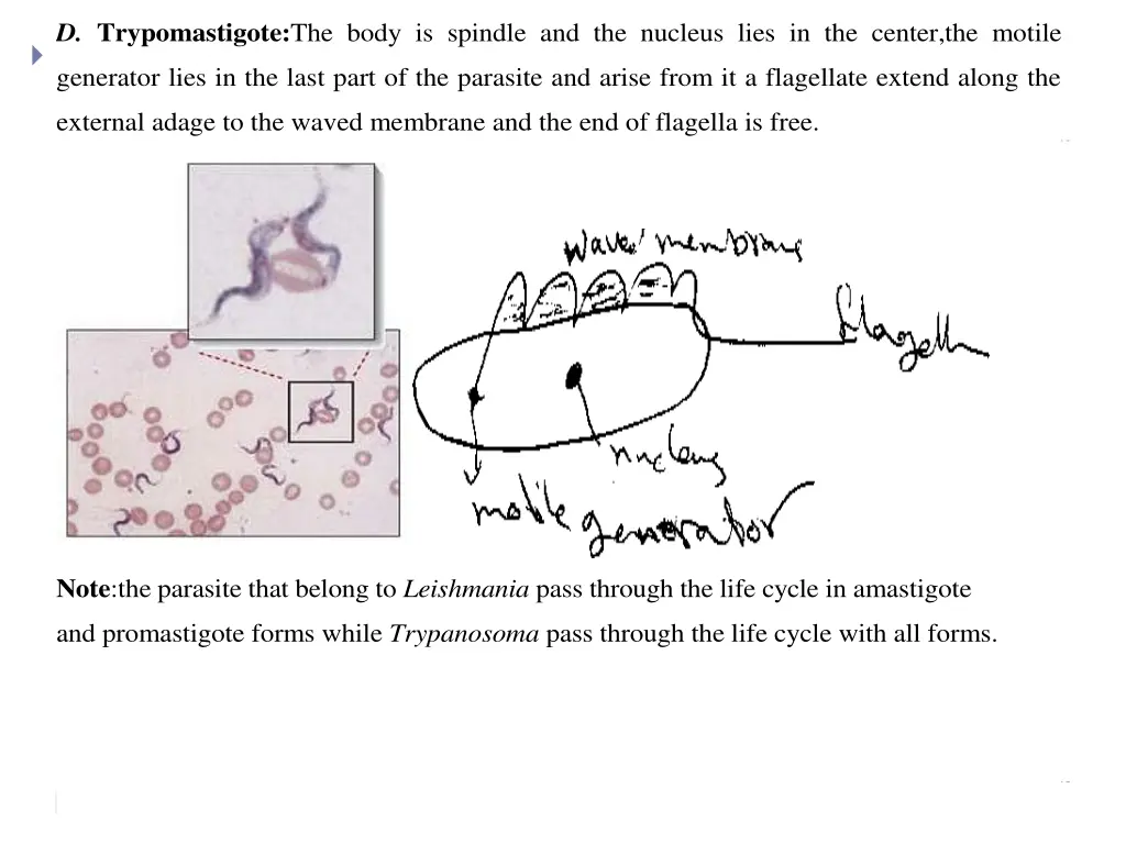 d trypomastigote the body is spindle