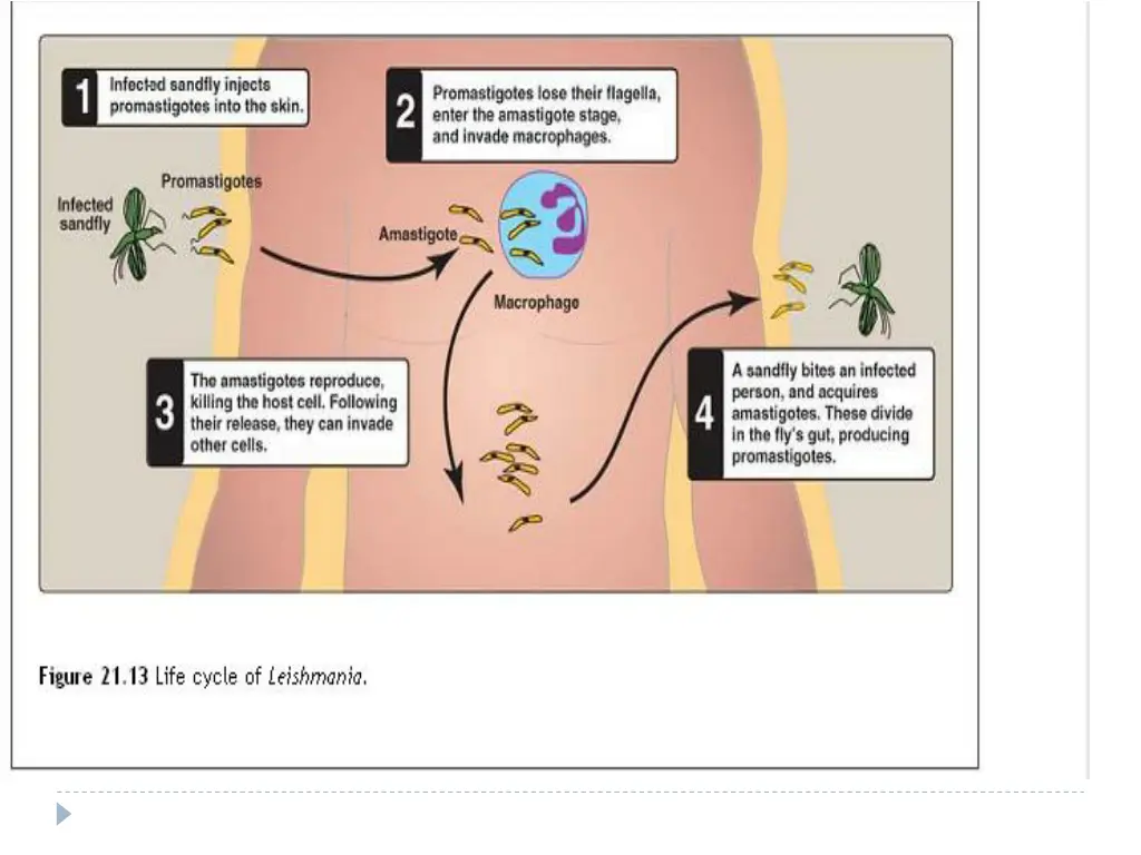 slide18