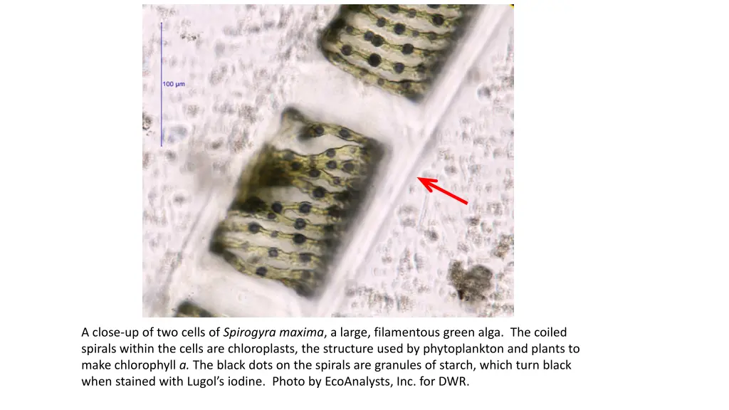 a close up of two cells of spirogyra maxima