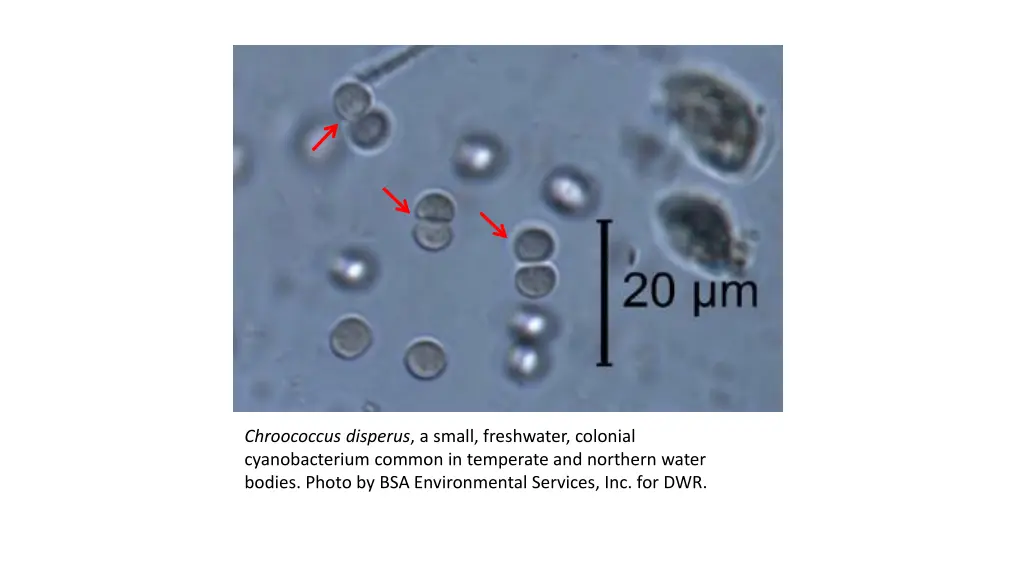 chroococcus disperus a small freshwater colonial