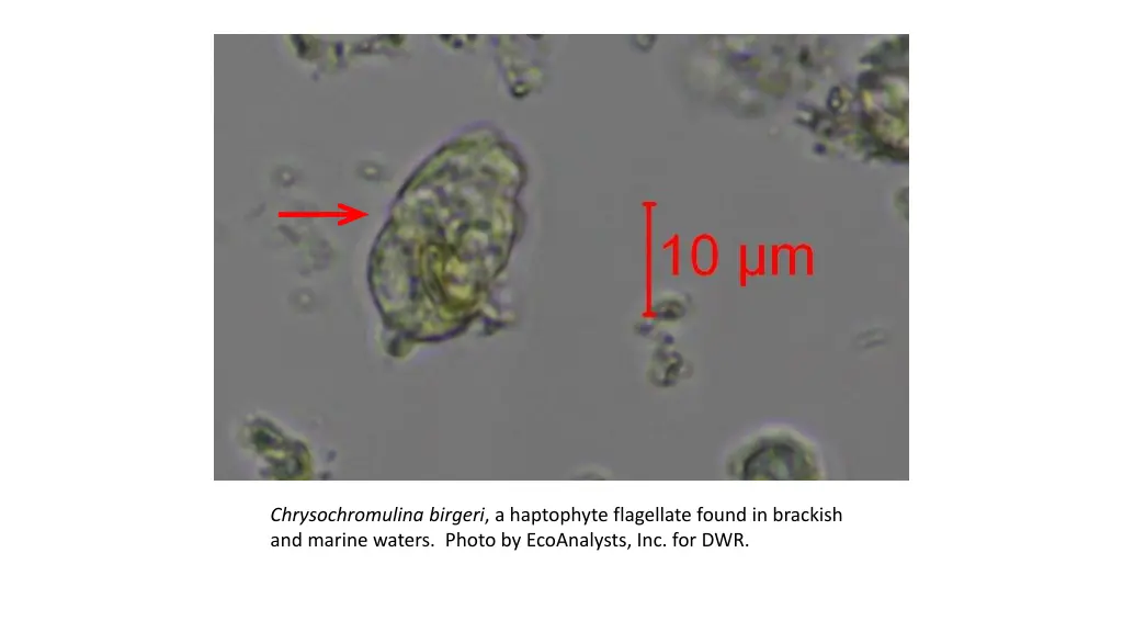 chrysochromulina birgeri a haptophyte flagellate