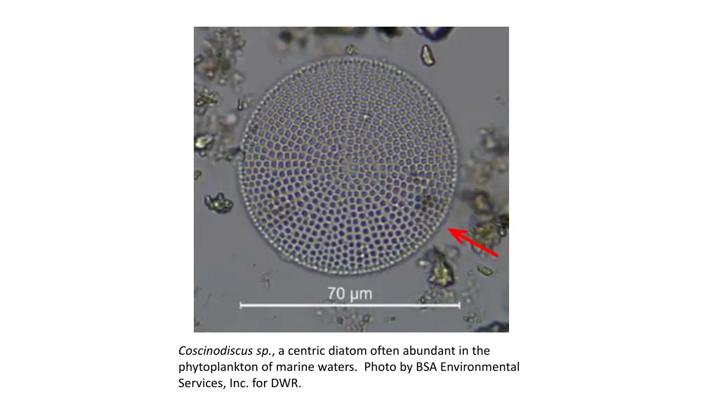 coscinodiscus sp a centric diatom often abundant