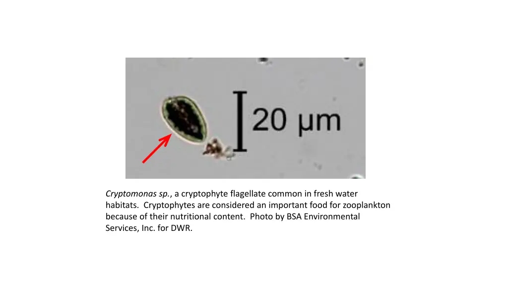 cryptomonas sp a cryptophyte flagellate common