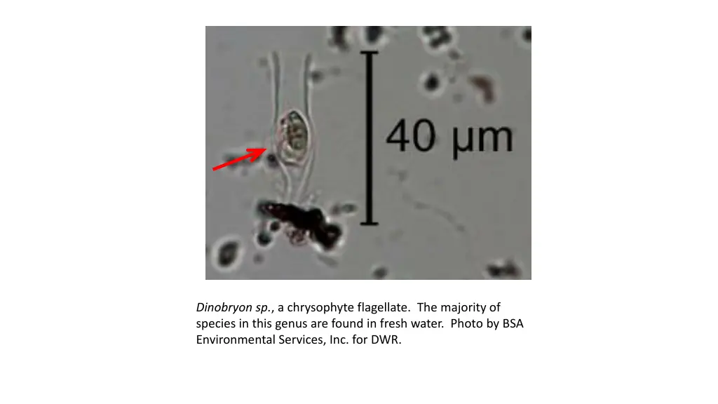 dinobryon sp a chrysophyte flagellate