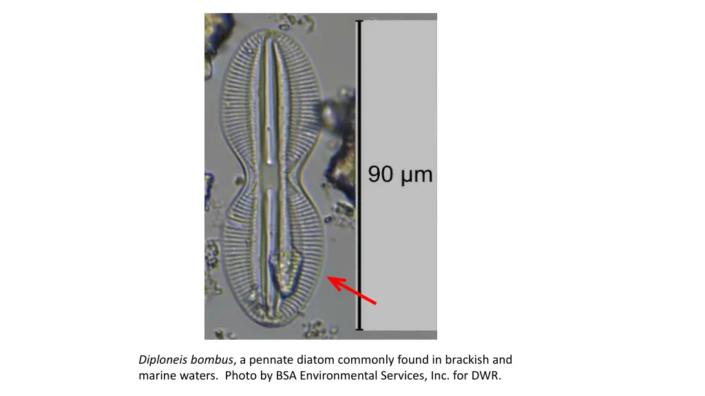 diploneis bombus a pennate diatom commonly found