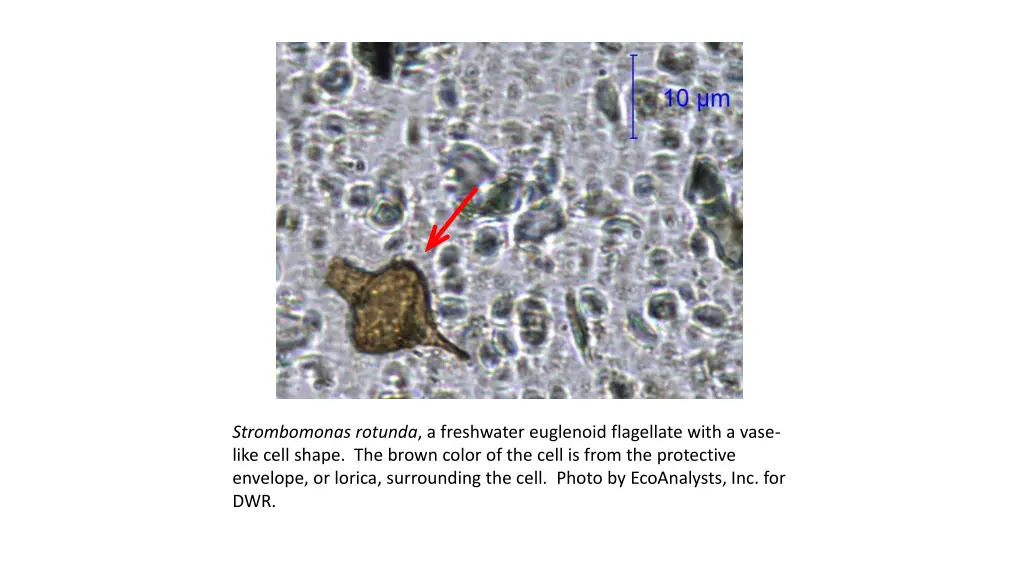 strombomonas rotunda a freshwater euglenoid
