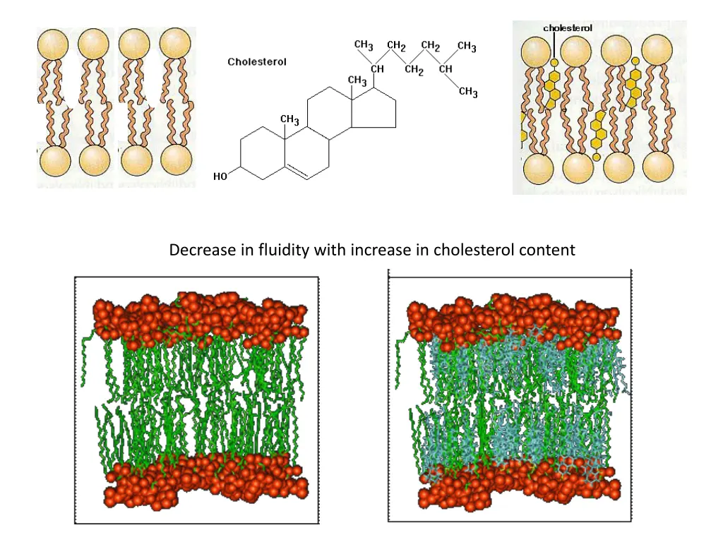 decrease in fluidity with increase in cholesterol