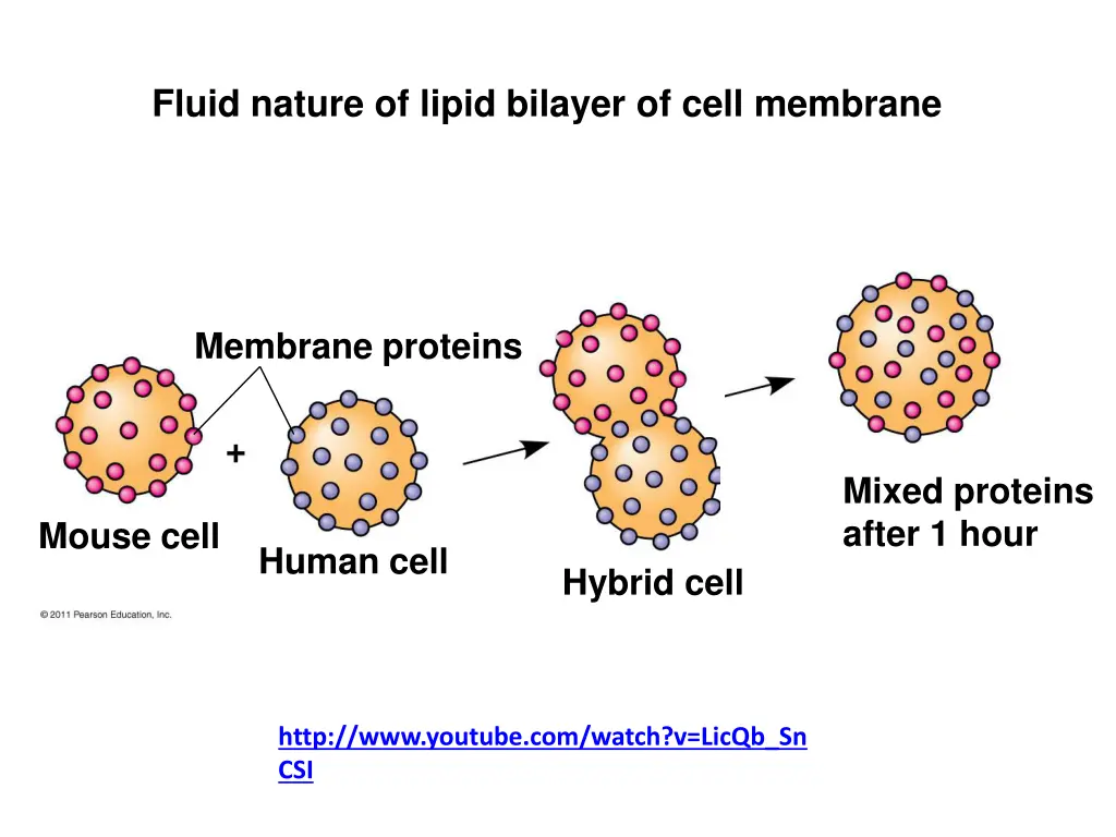 fluid nature of lipid bilayer of cell membrane