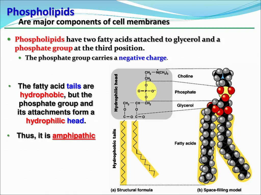 phospholipids are major components of cell