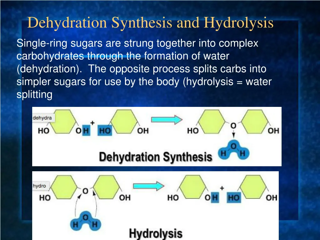 dehydration synthesis and hydrolysis