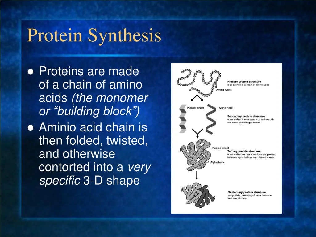 protein synthesis