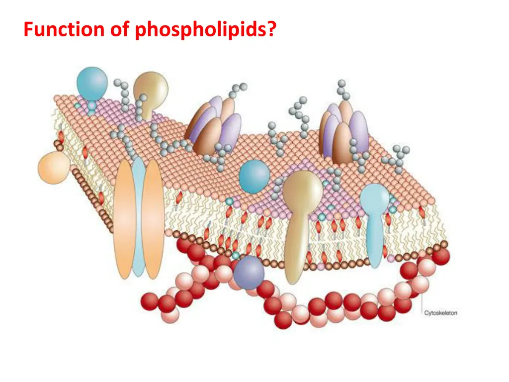 function of phospholipids