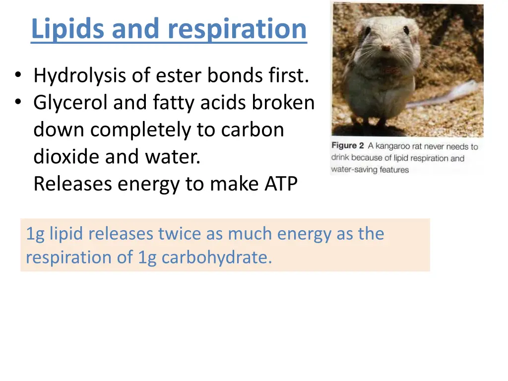 lipids and respiration