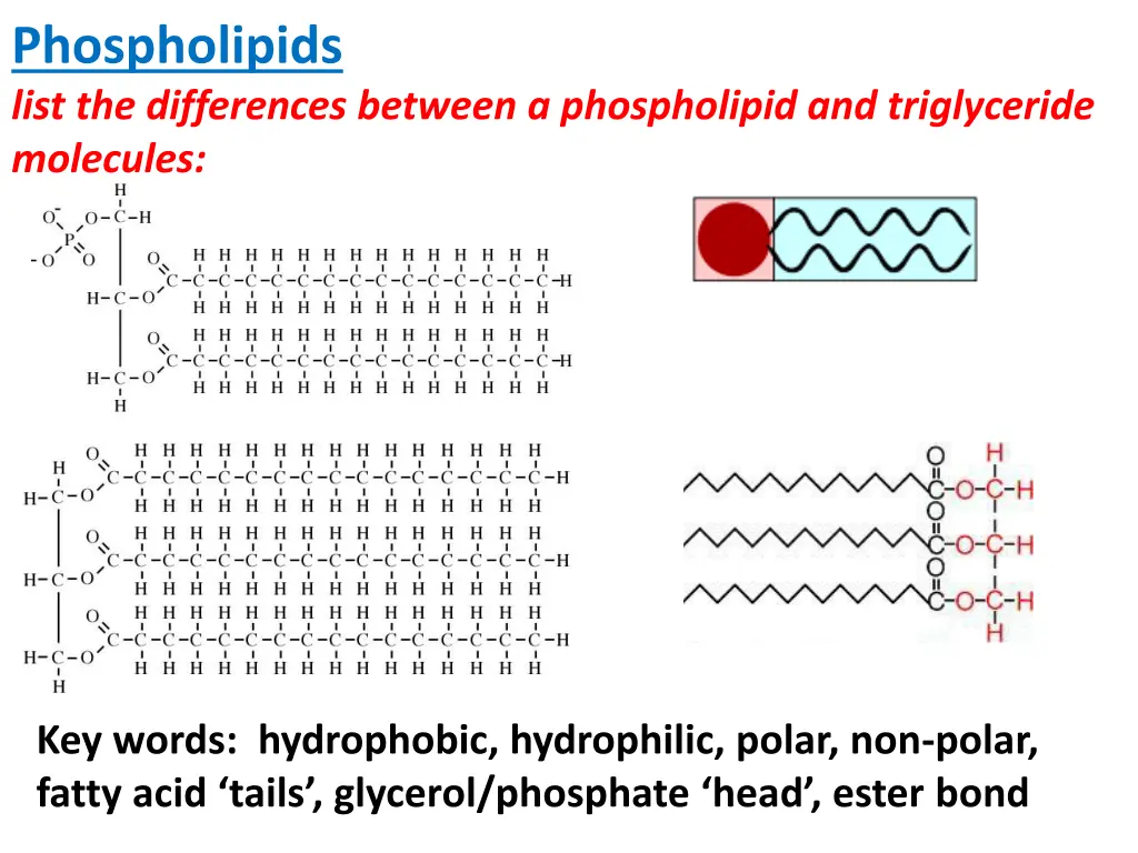 phospholipids list the differences between