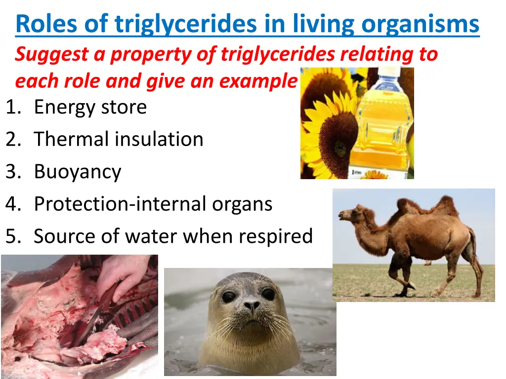 roles of triglycerides in living organisms