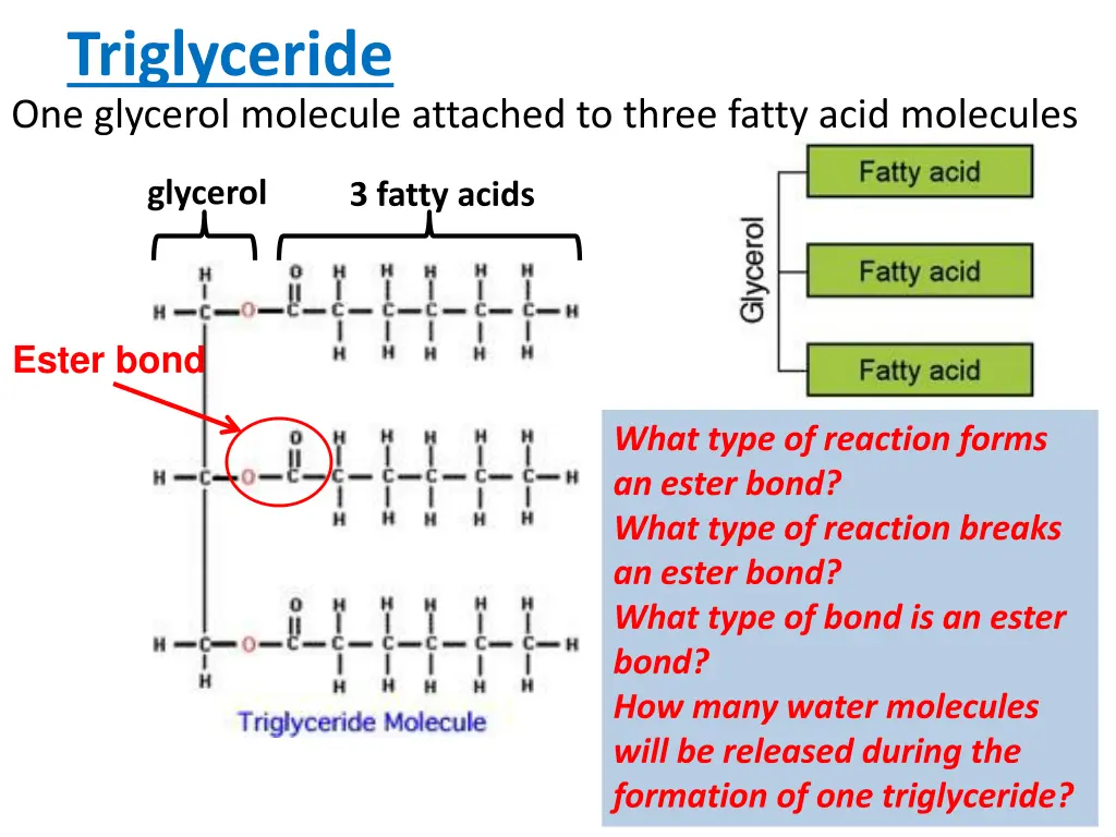 triglyceride one glycerol molecule attached