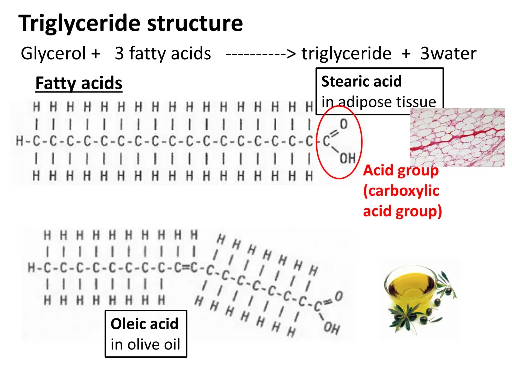 triglyceride structure glycerol 3 fatty acids