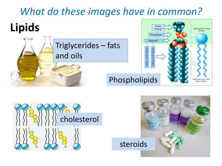 what do these images have in common lipids