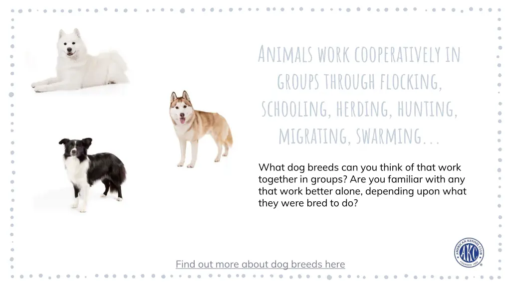 animals work cooperatively in groups through